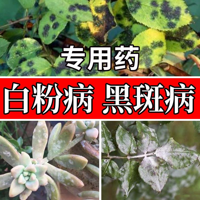 月季黑斑病专用药兰花玫瑰花黄叶多肉绣球白粉病苯醚甲环唑杀菌剂