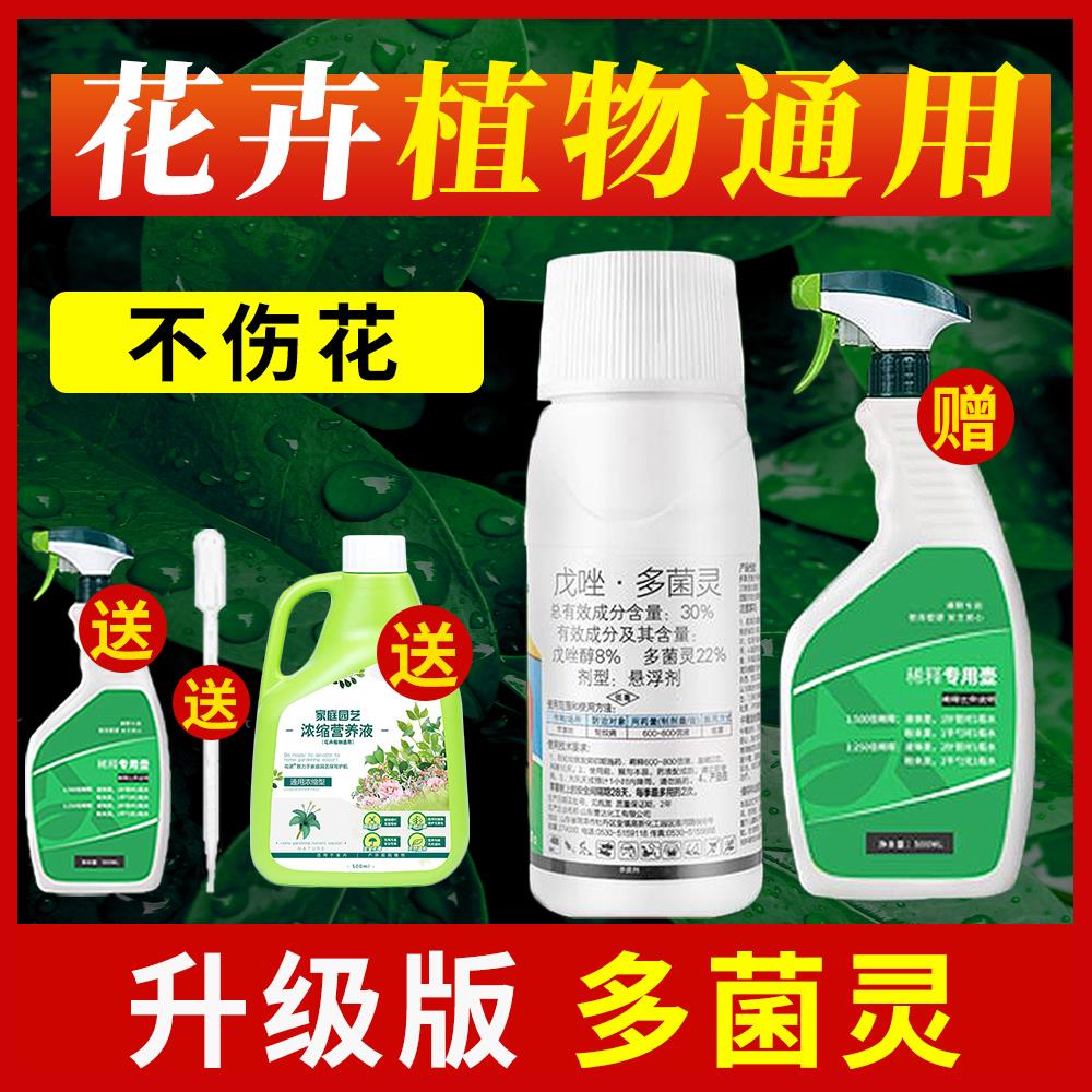 多菌灵花卉植物多菌炅杀菌剂农药月季黑斑白粉病多肉多菌菌灵花药