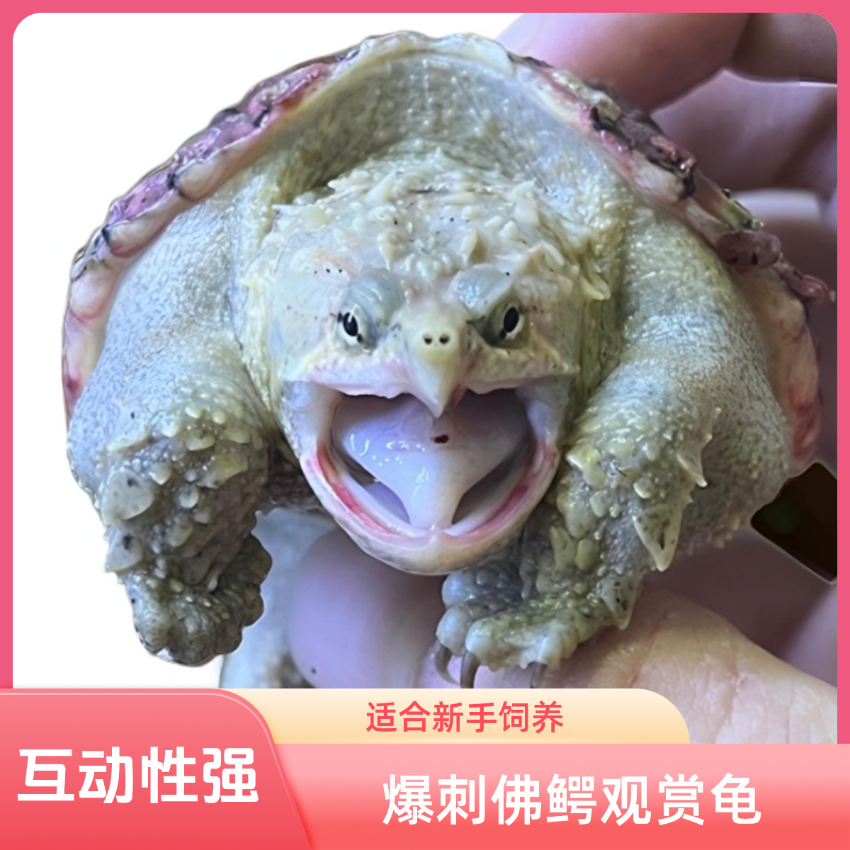 【直播精选】爆刺纯佛鳄观赏龟爆刺佛人工养殖小乌龟原种佛鳄宠物龟
