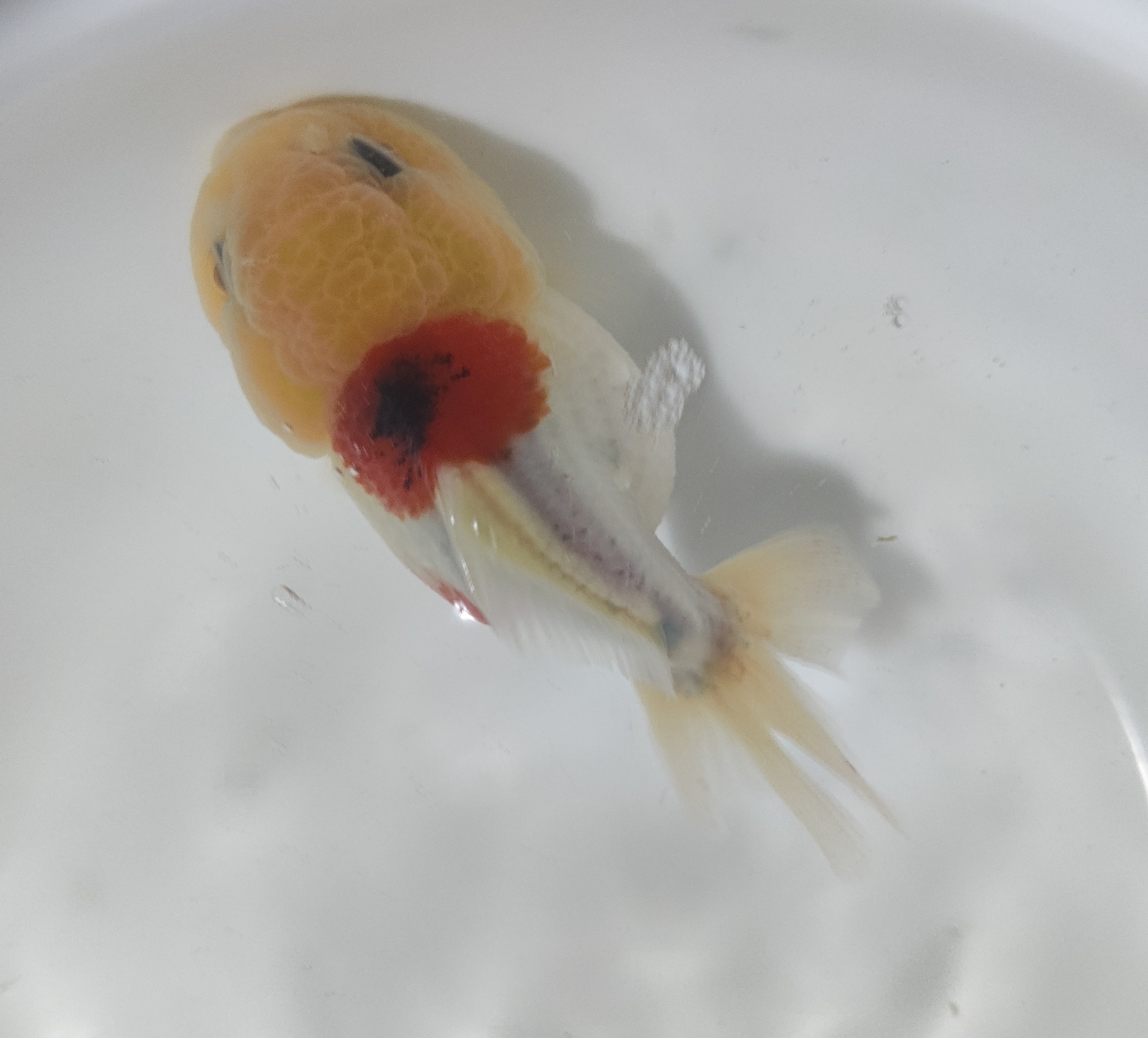 超萌好物元宝狮泰狮观赏鱼一物一拍包邮包开箱活水族金鱼