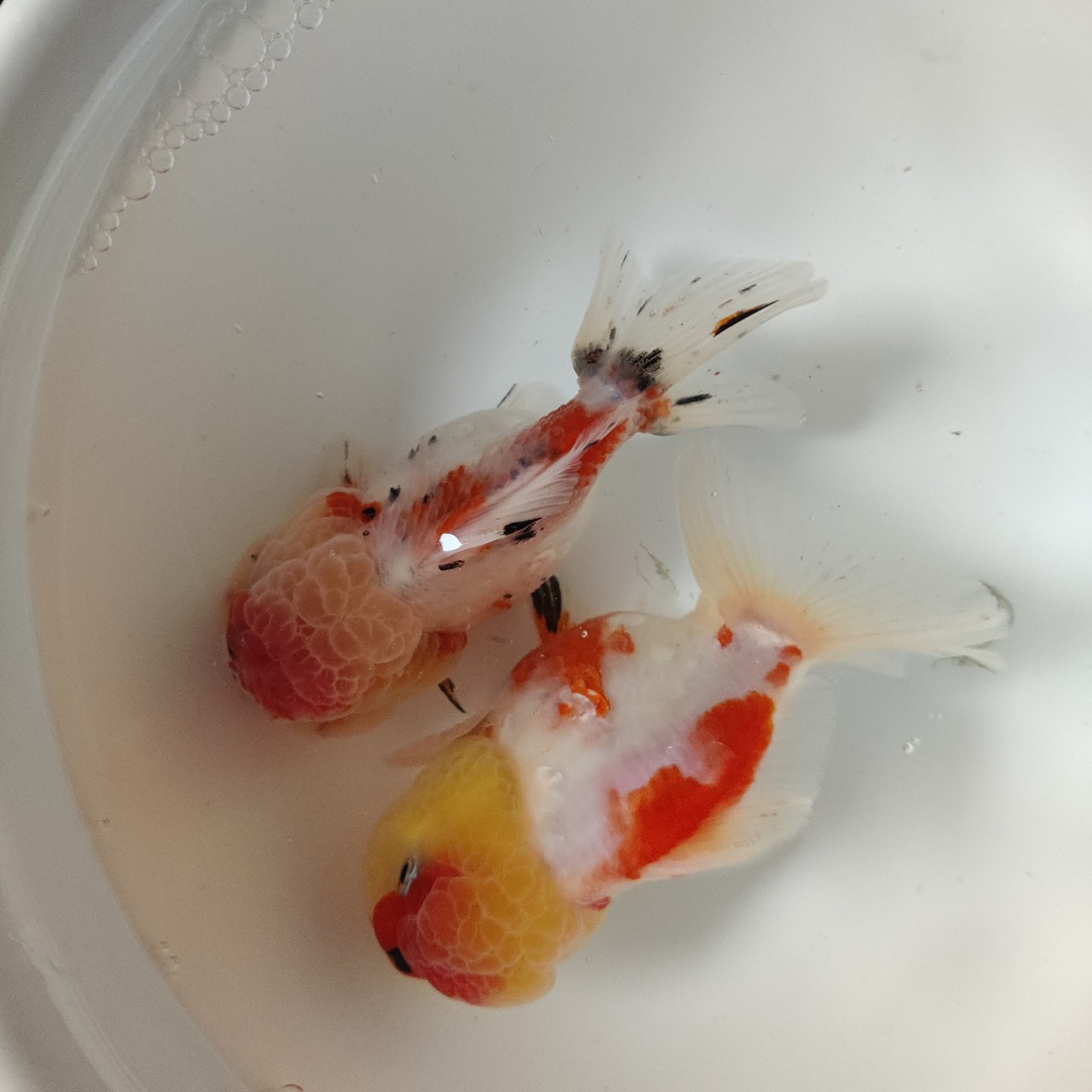 泰狮鎏金冷水鱼（品相数量颜色以直播为准）包邮包开箱活