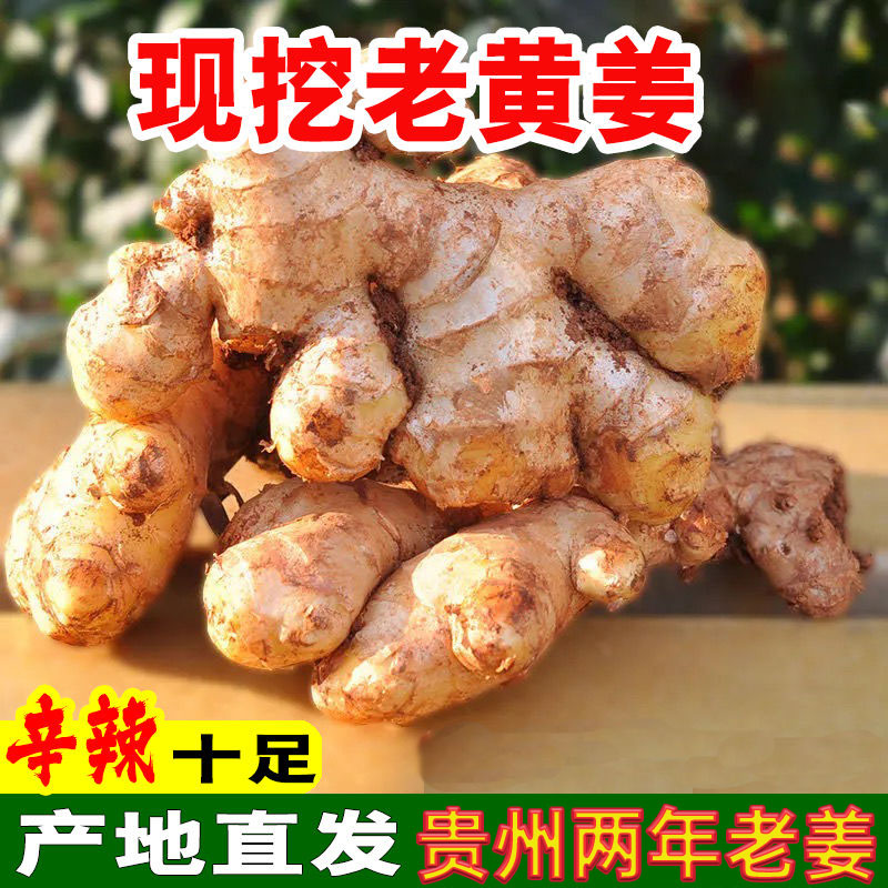 贵州正宗老姜生姜高山原产地生态小黄姜母姜新鲜现挖老黄姜生姜LJ