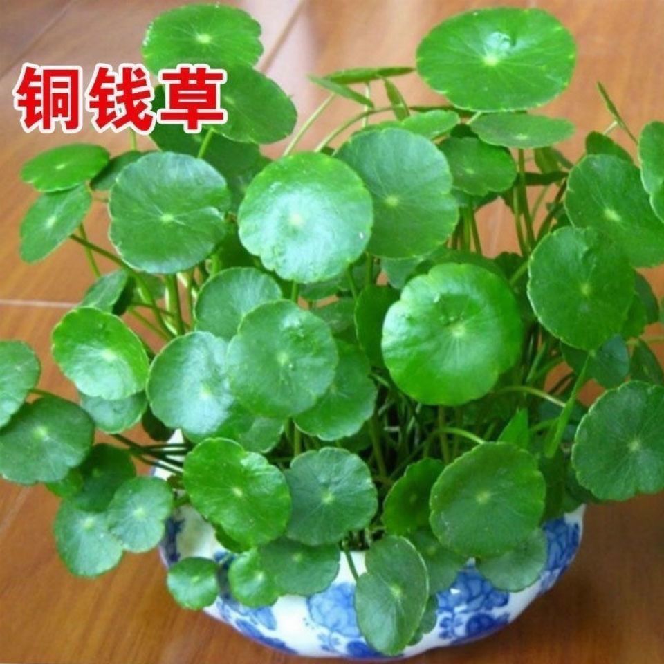 水培铜钱草种子四季长绿金钱草种籽土培种子均可种植盆栽