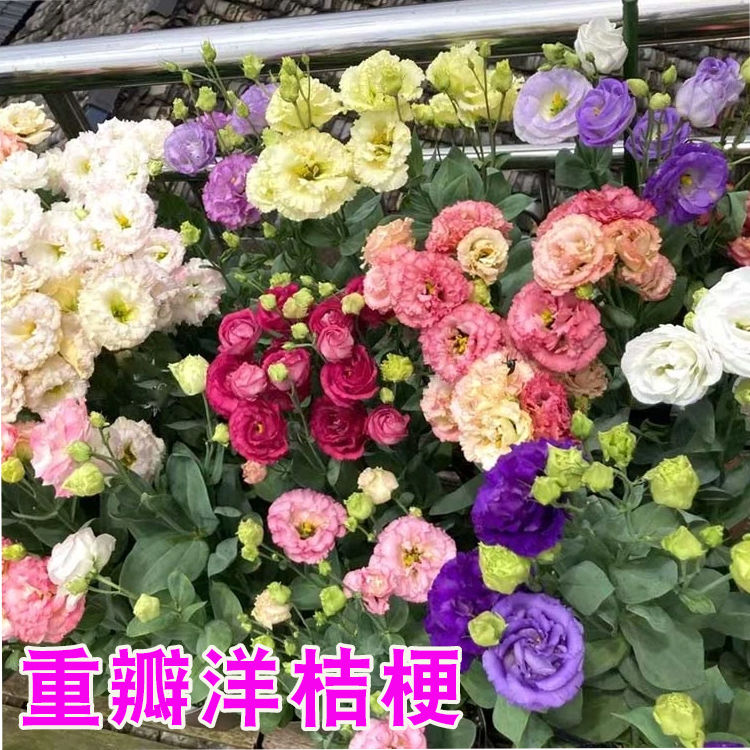重瓣洋桔梗花种子四季播种开花易活花卉种孑庭院室外花种籽子