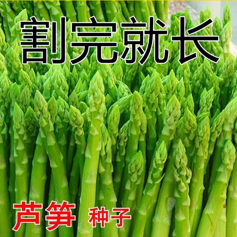 芦笋种子四季种植绿芦笋种籽抗热耐寒高营养蔬菜种子
