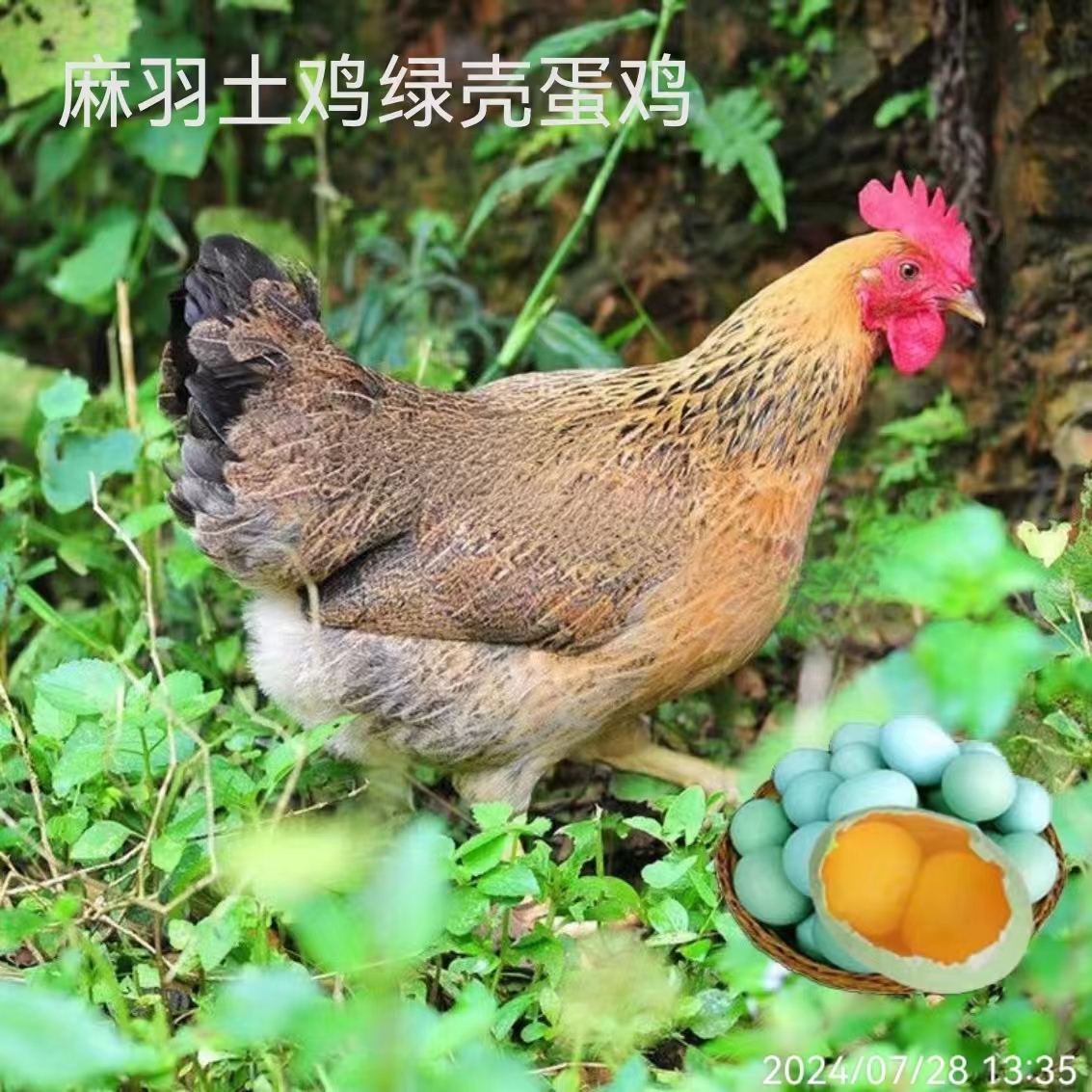 正宗青脚麻羽绿壳蛋鸡8两发货包邮包路损