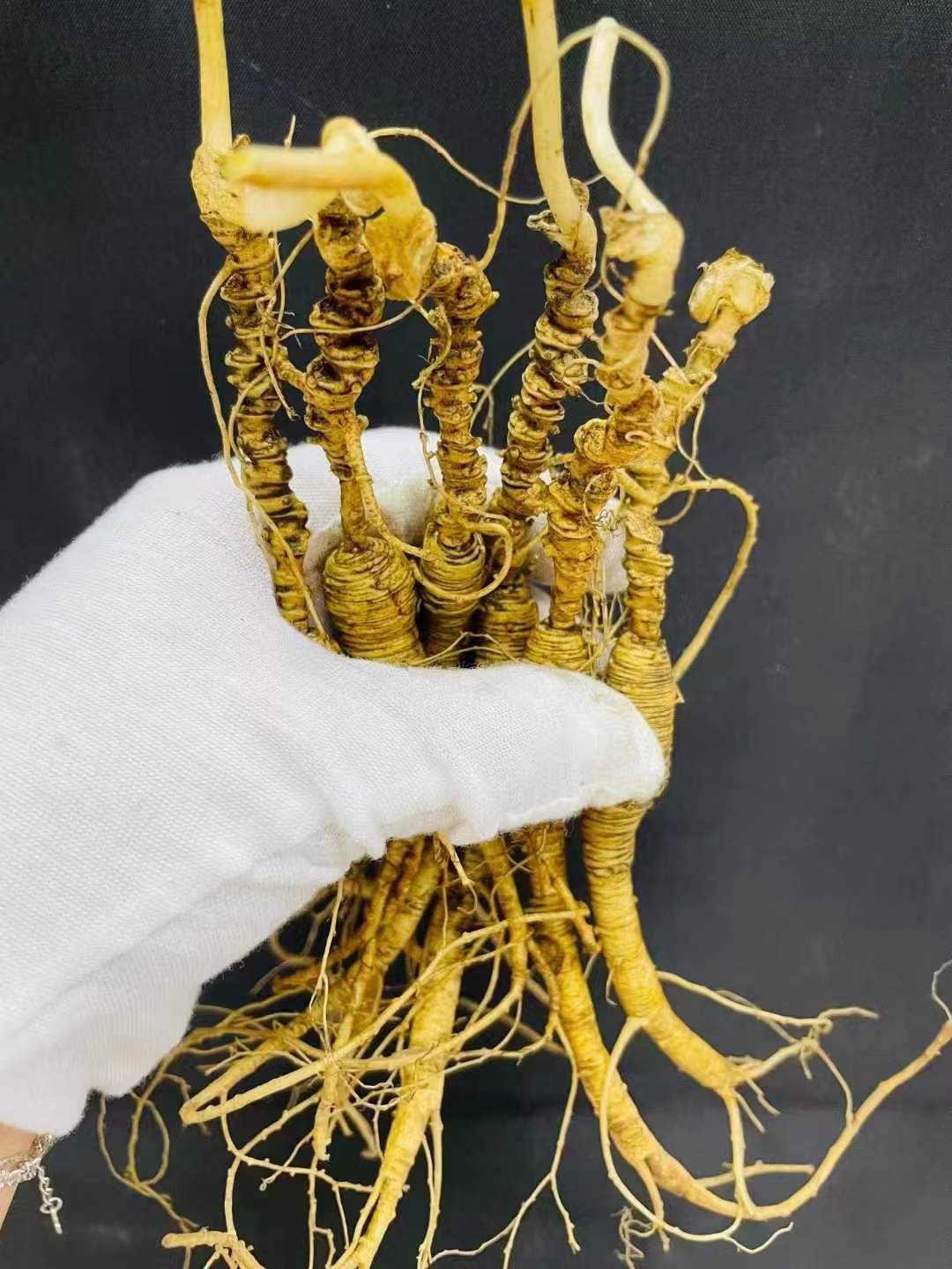 吉林长白山人参  放山参  鲜参  原产地发货