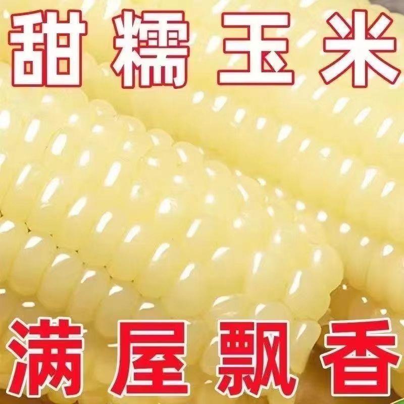 东北糯玉米新鲜白糯玉米玉米棒甜糯非转基因粗粮真空真空包装整箱