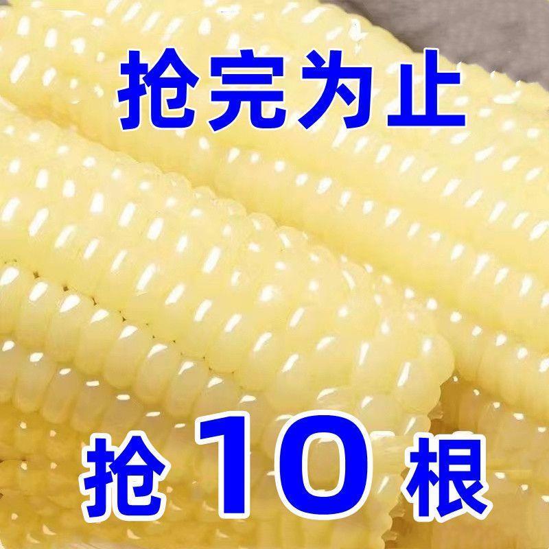 东北糯玉米新鲜白糯玉米玉米棒甜糯非转基因粗粮真空真空包装整箱