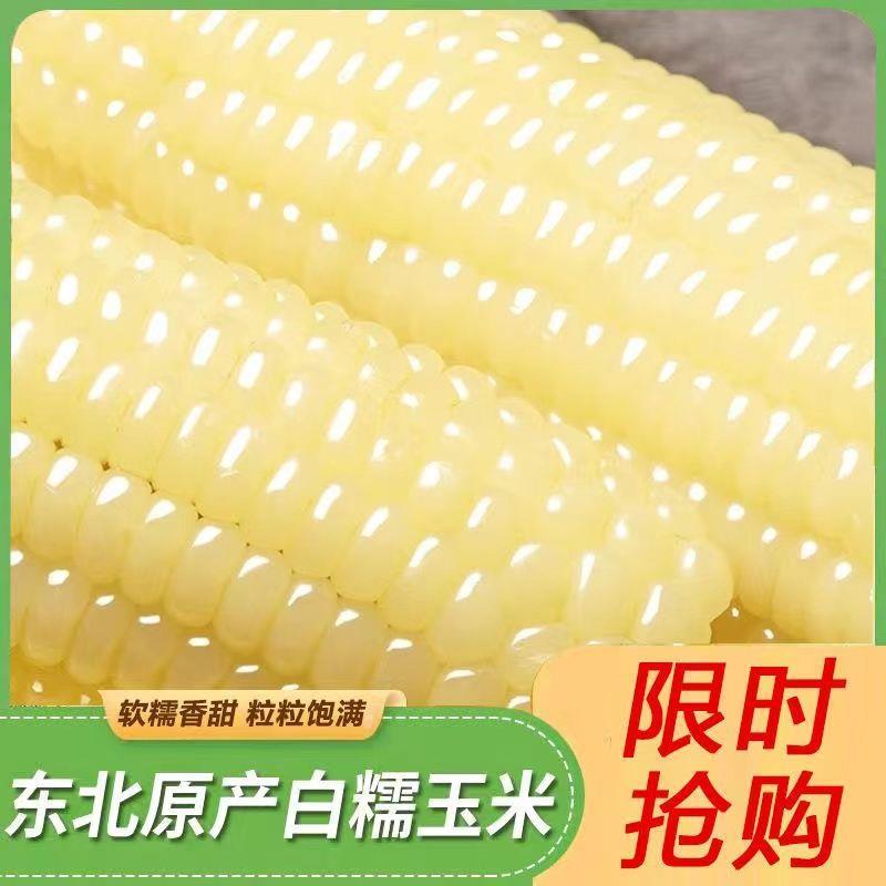 东北糯玉米新鲜白糯玉米玉米棒甜糯非转基因粗粮真空真空包装整箱