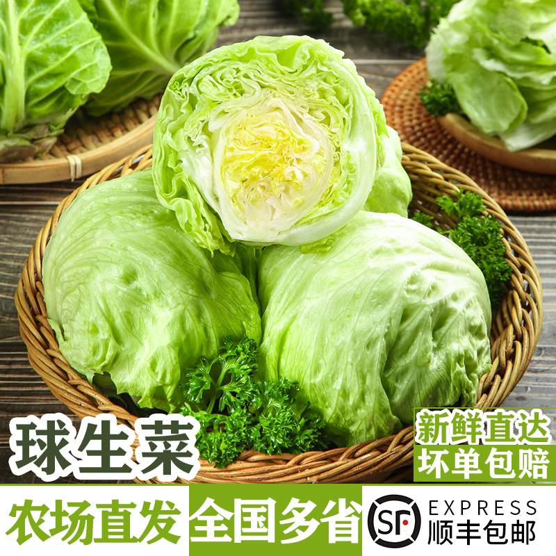 新鲜球生菜3-10斤 汉堡用西生菜圆生菜西餐轻食沙拉色拉食材蔬菜