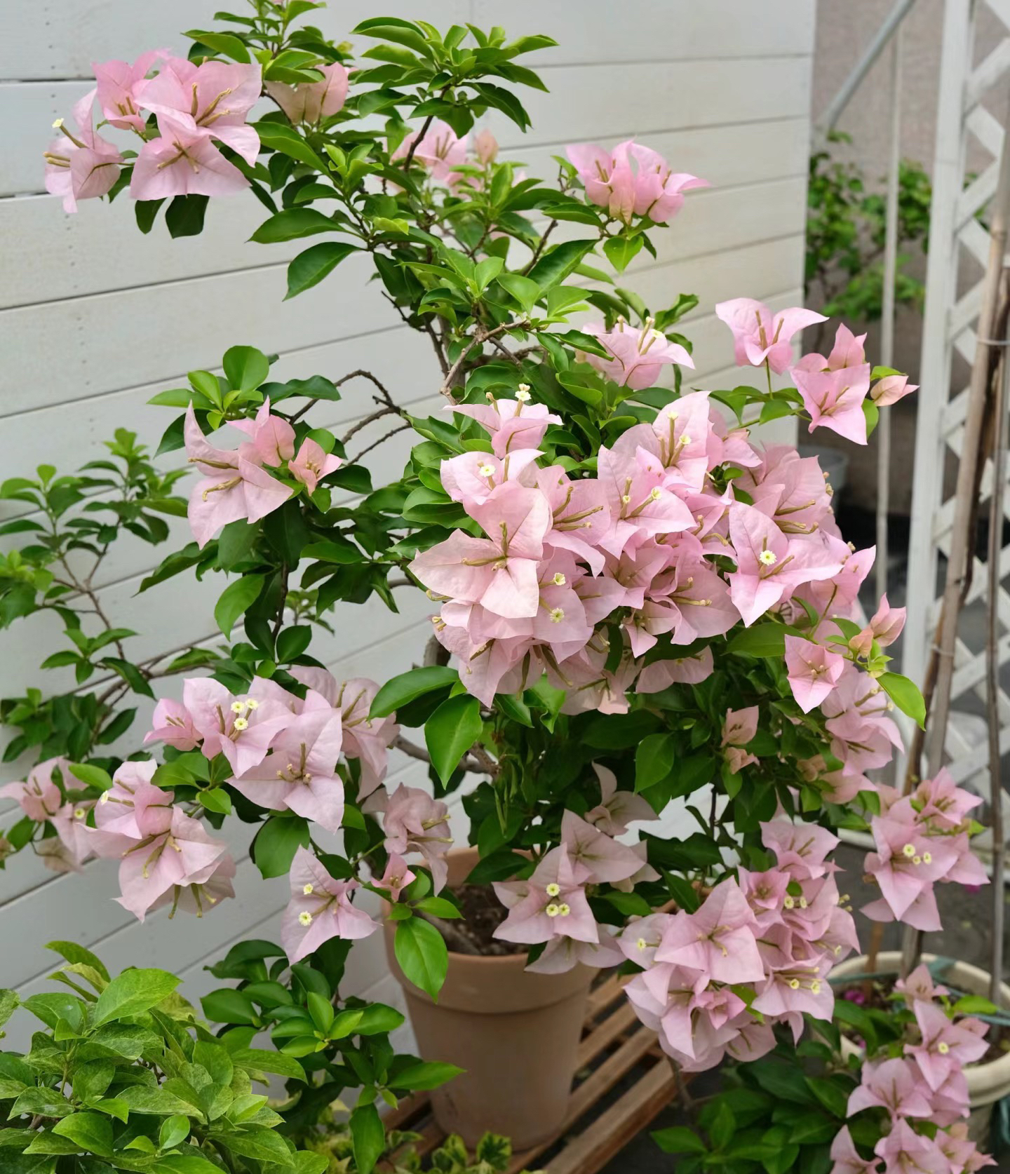三角梅，粉天使大花型粉色花色