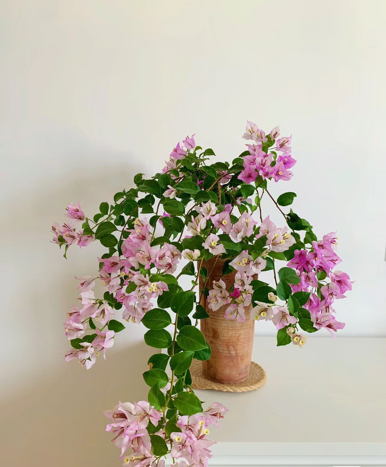 三角梅，绿叶雪紫一物一拍实物为准