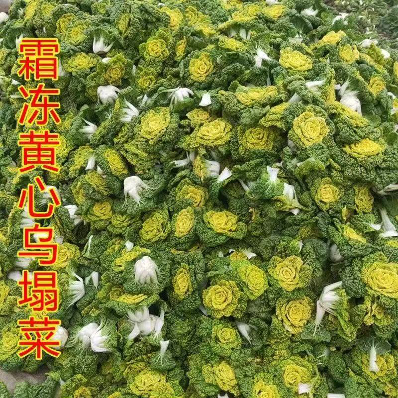 农家自种霜打新鲜黄心菜乌塌菜新鲜蔬菜白菜青菜农家新鲜蔬菜