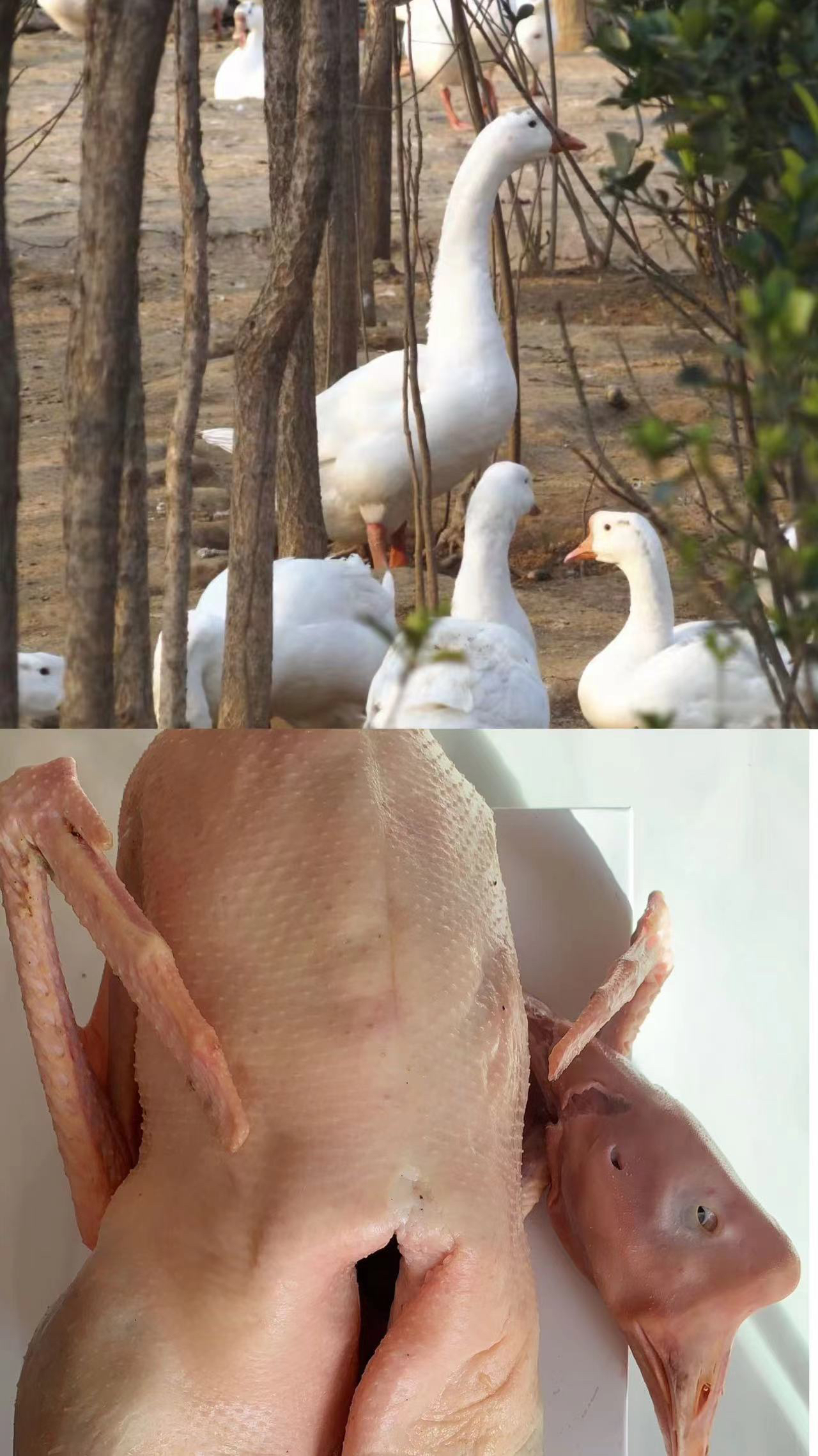 农家散养大鹅（7斤－8斤）