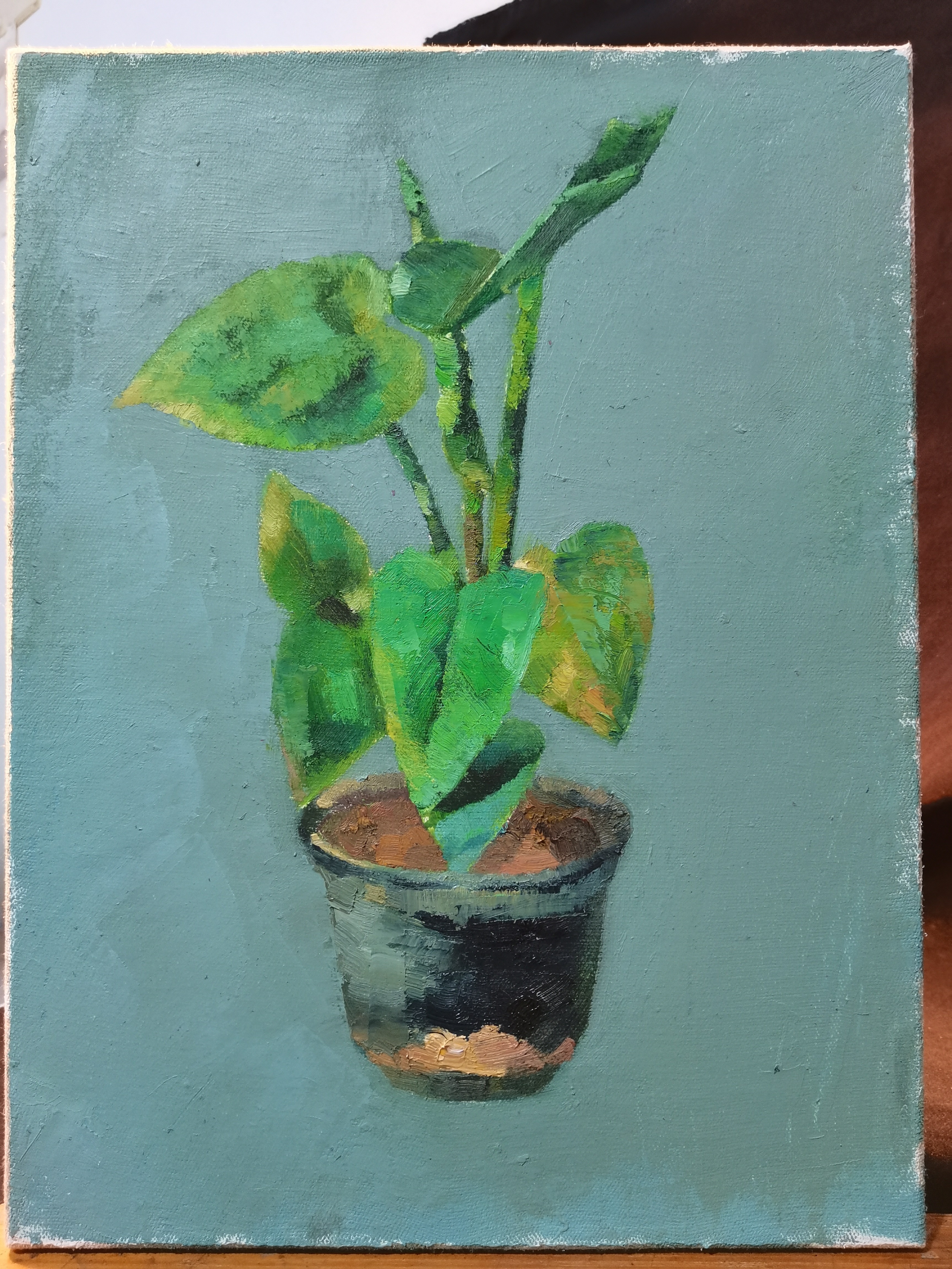 布面油画写生作品 《马蹄莲》尺寸30×40CM