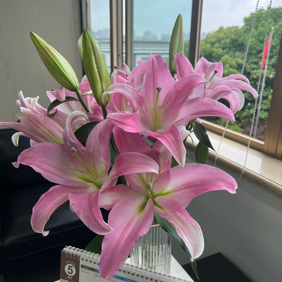 星光粉色单瓣新鲜百合花【颜色香味和紫外线有关】鲜花
