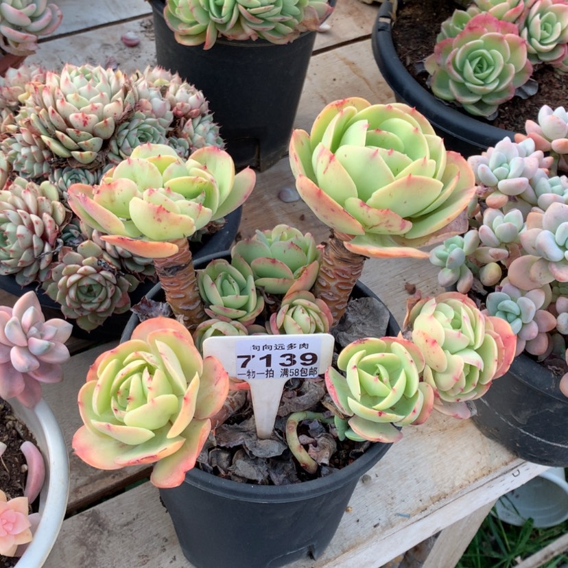 【闪购商品】胡*碧桃7139