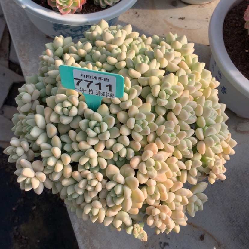 【闪购商品】黛****e蛋糕7711