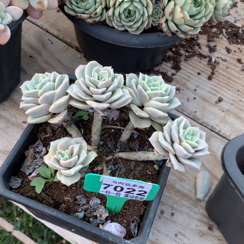 【闪购商品】肉***白可爱玫瑰7022