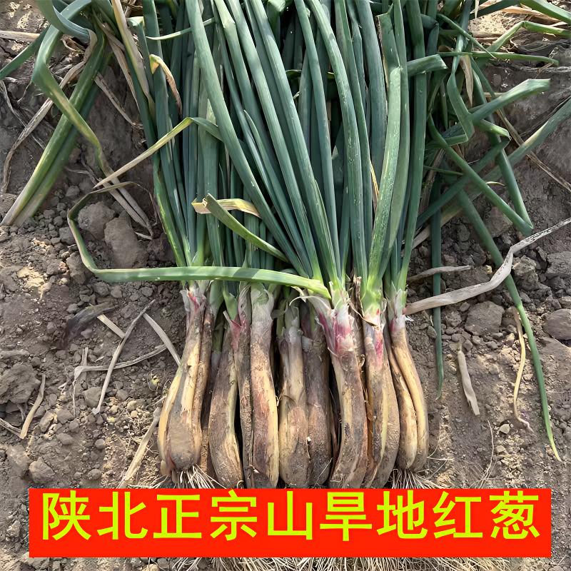 陕北正宗山地红葱 老品种红葱 炒菜 炖肉 农家自种