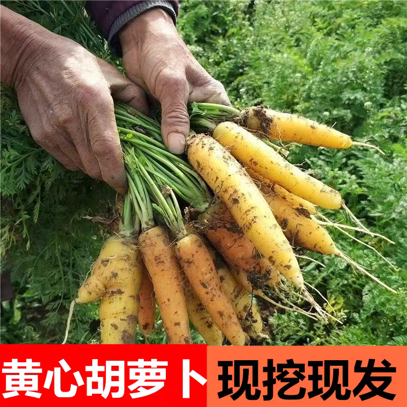 陕北黄萝卜黄心萝卜 黄皮萝卜 饺子馅 萝卜丝 农家自种 