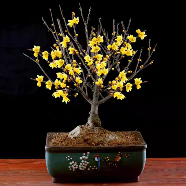 浓香型素心腊梅盆景盆栽地栽带花苞土球发货