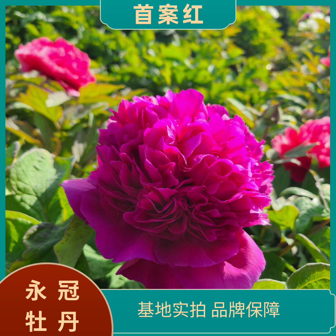 【首案红】洛阳精品地栽观赏牡丹  基地直发