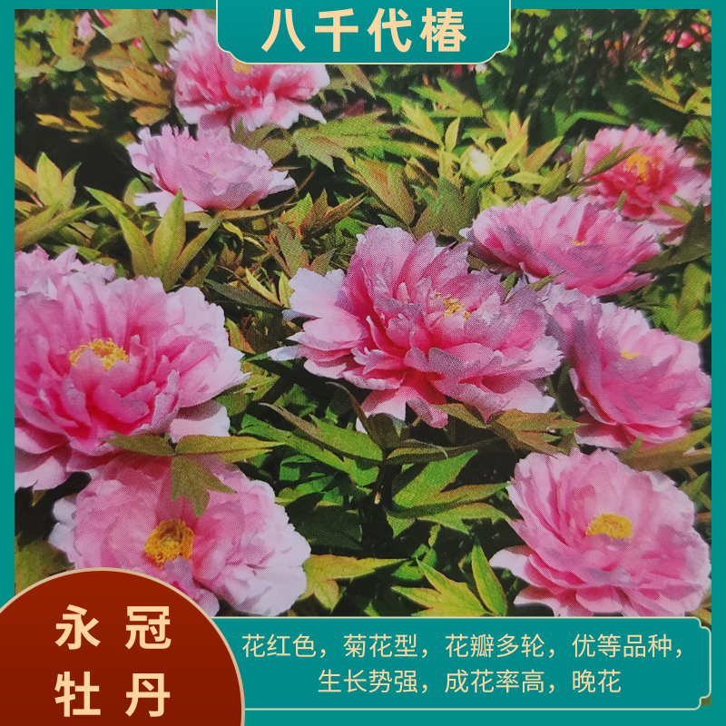 【八千代椿 】洛阳精品地栽观赏牡丹  基地直发