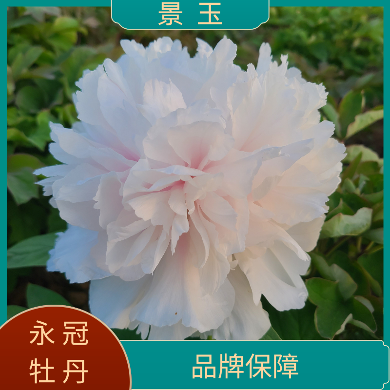 【景玉】洛阳精品地栽观赏牡丹  基地直发