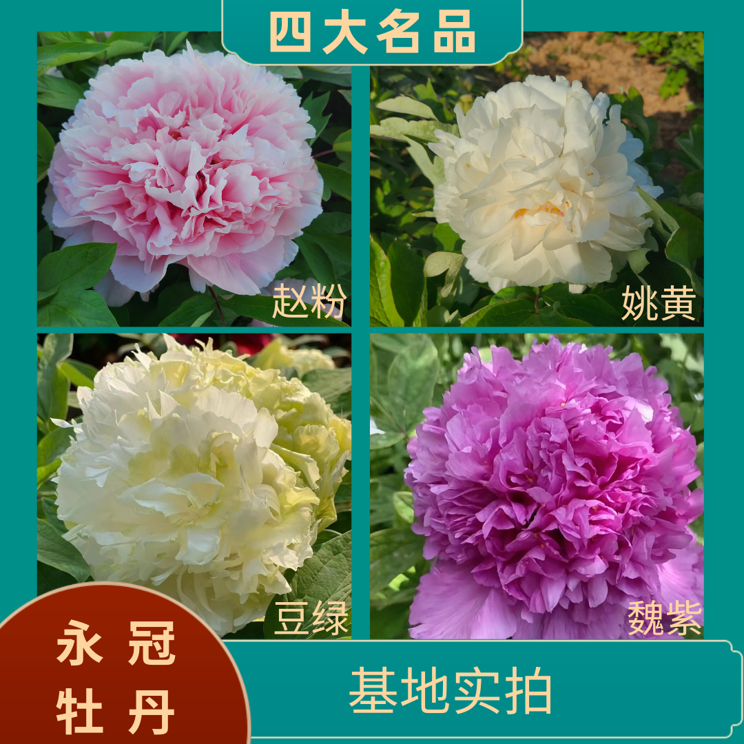 【四大名品-赵粉-豆绿-姚黄-魏紫】洛阳精品地栽观赏牡丹  