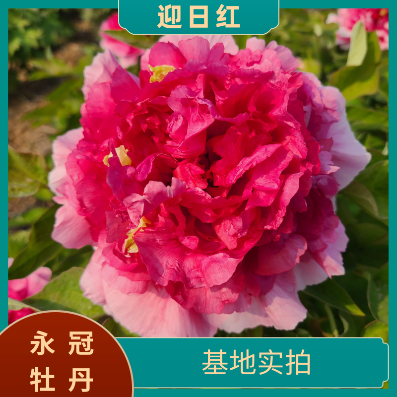 【迎日红】洛阳精品地栽观赏牡丹 基地直发