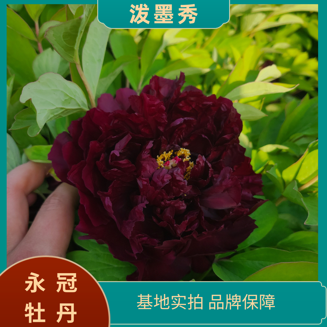 【泼墨秀】洛阳精品地栽观赏牡丹  基地直发