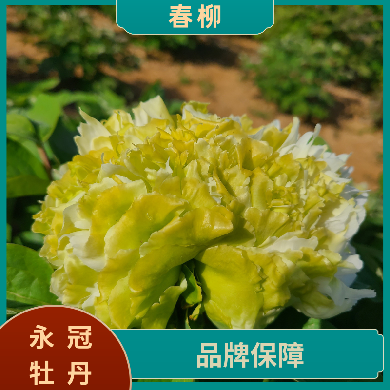 【春柳-绿色系】洛阳精品地栽观赏牡丹  基地直发