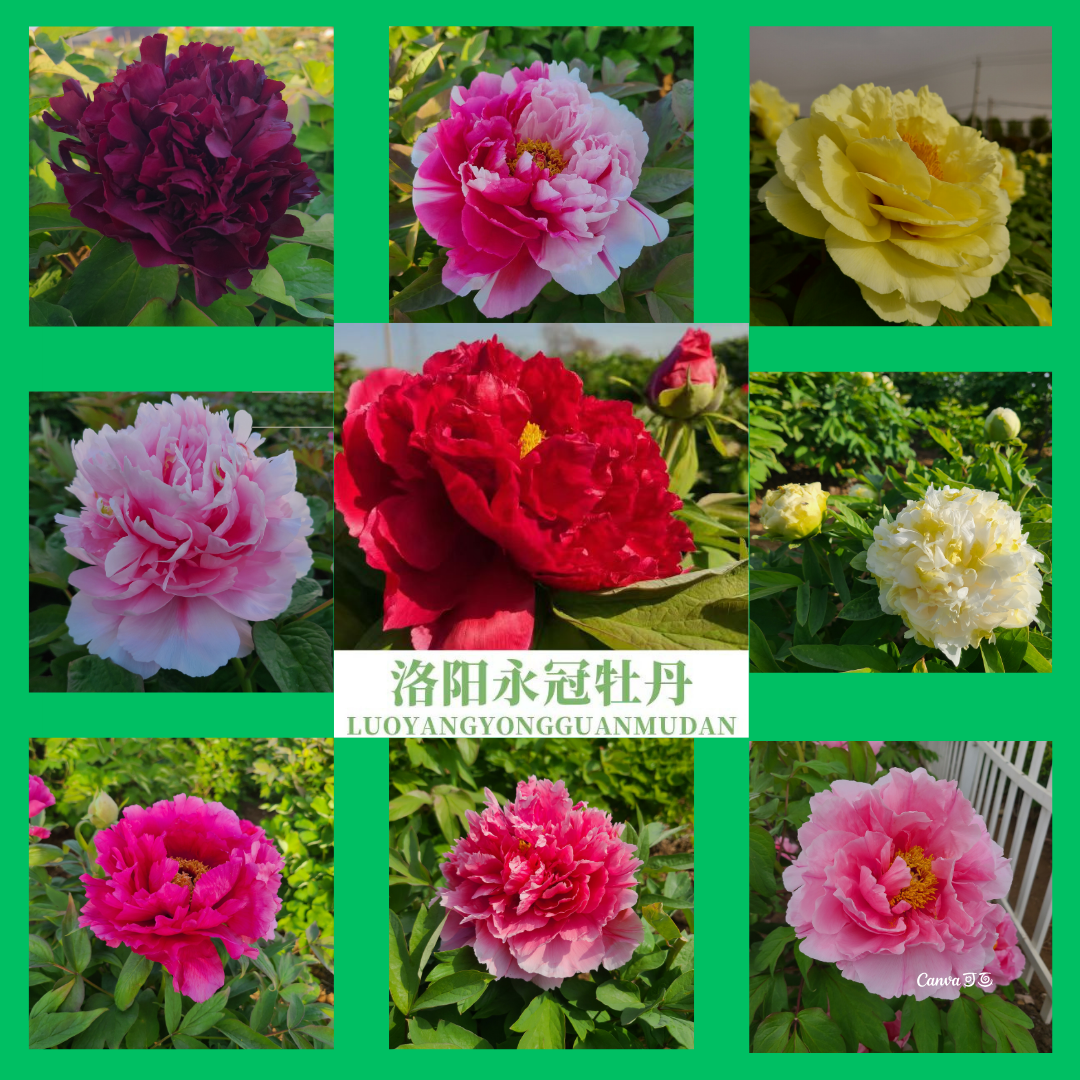 【一物一拍】永冠精品牡丹花直播间专用 原盆原土  洛阳基地直发