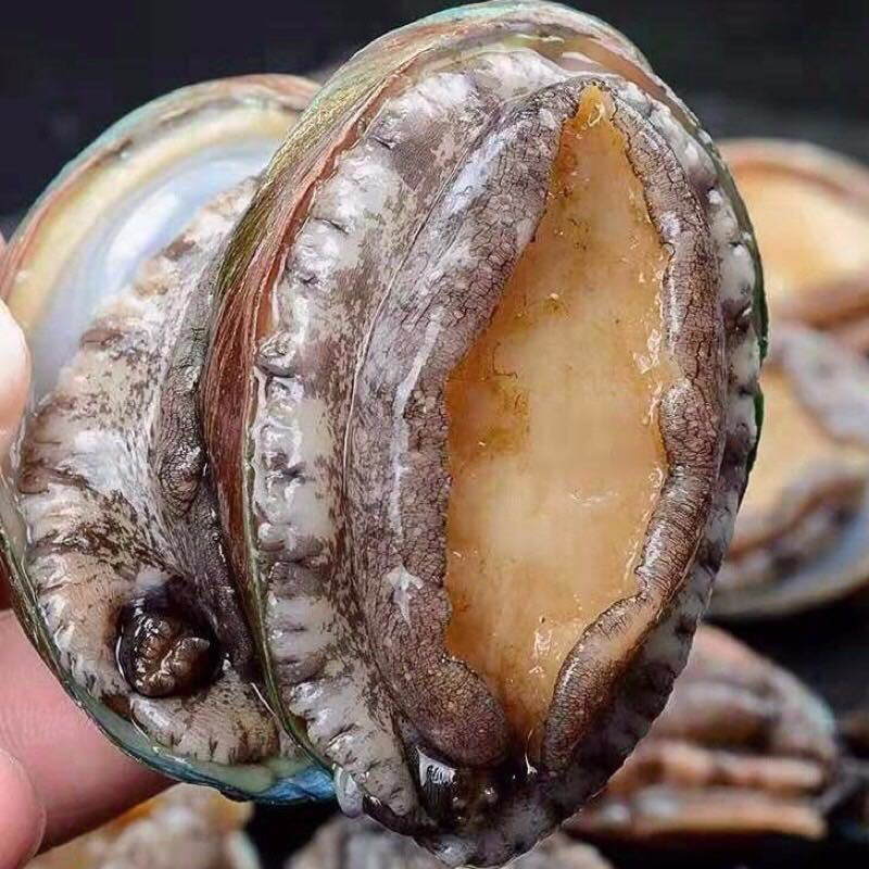 鲍鱼肉 九孔鲍鱼手剥肉18-20颗 鲜冻 连云港发货