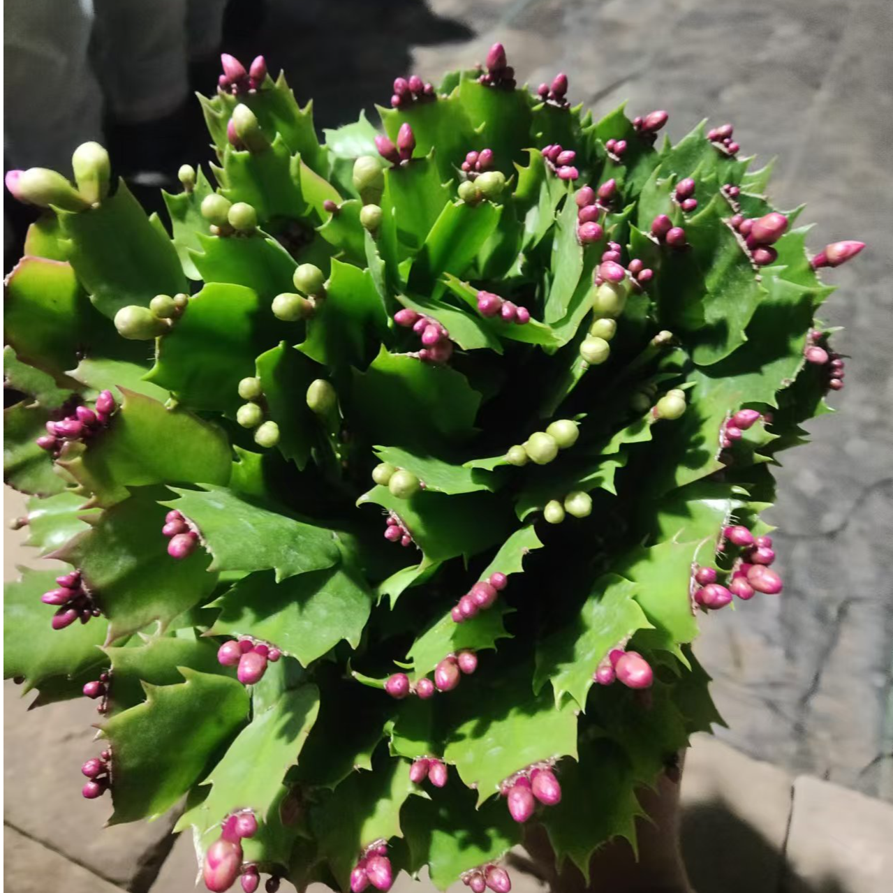 蟹爪兰三色盆栽四季家养绿植桌面阳台庭院好养基地原盆  一盆