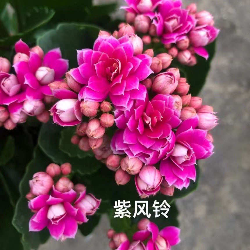 【紫风铃】长寿花盆栽花卉重瓣大花植物室内绿植带花苞发货