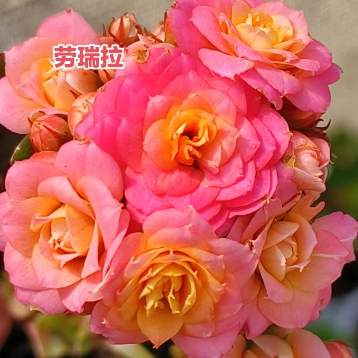 【劳瑞拉】长寿花盆栽花卉重瓣大花植物室内绿植带花苞发货