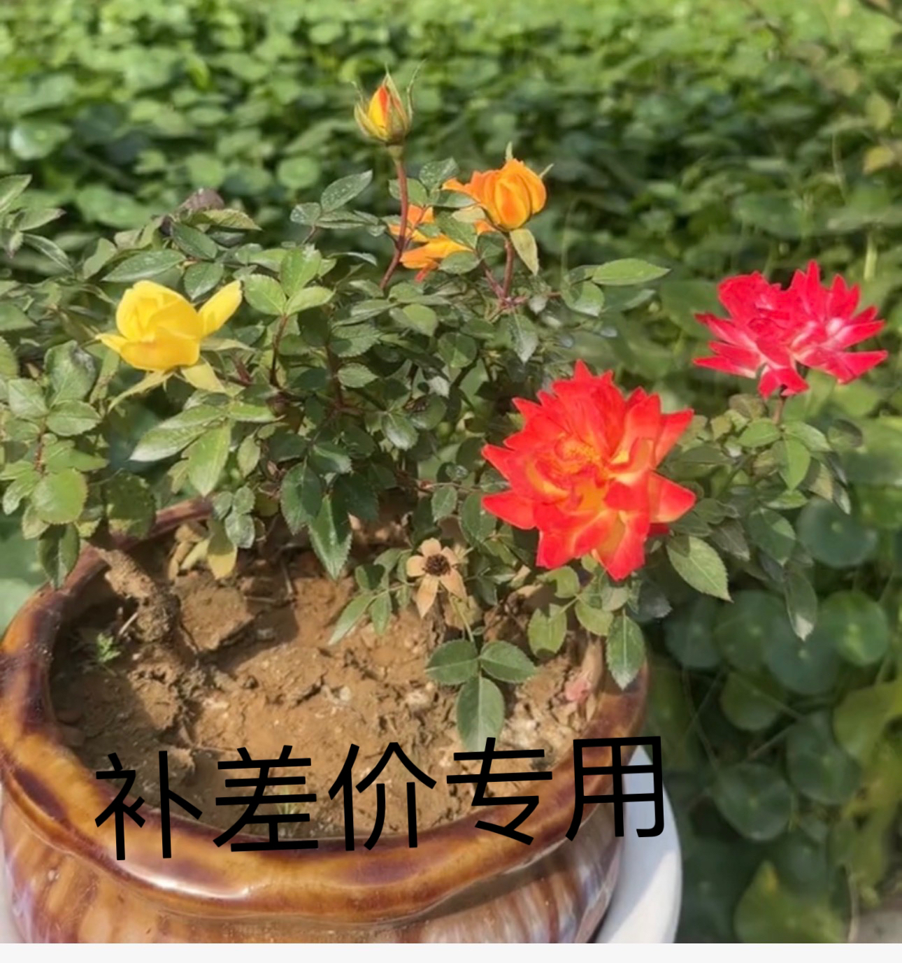 月季花直播间补差价专用链接，非直播间勿拍。