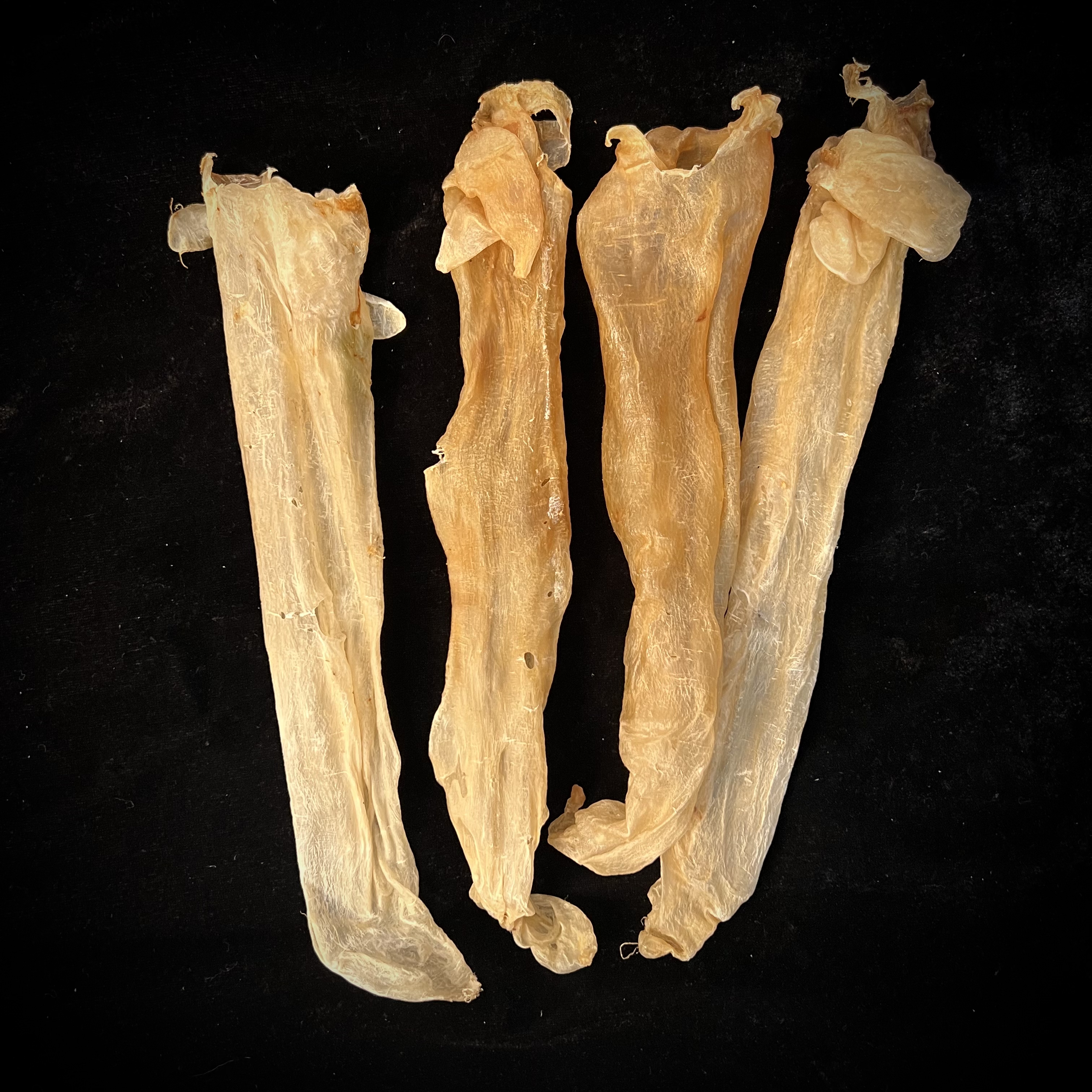 【周百润】天然北海鱼胶 通用