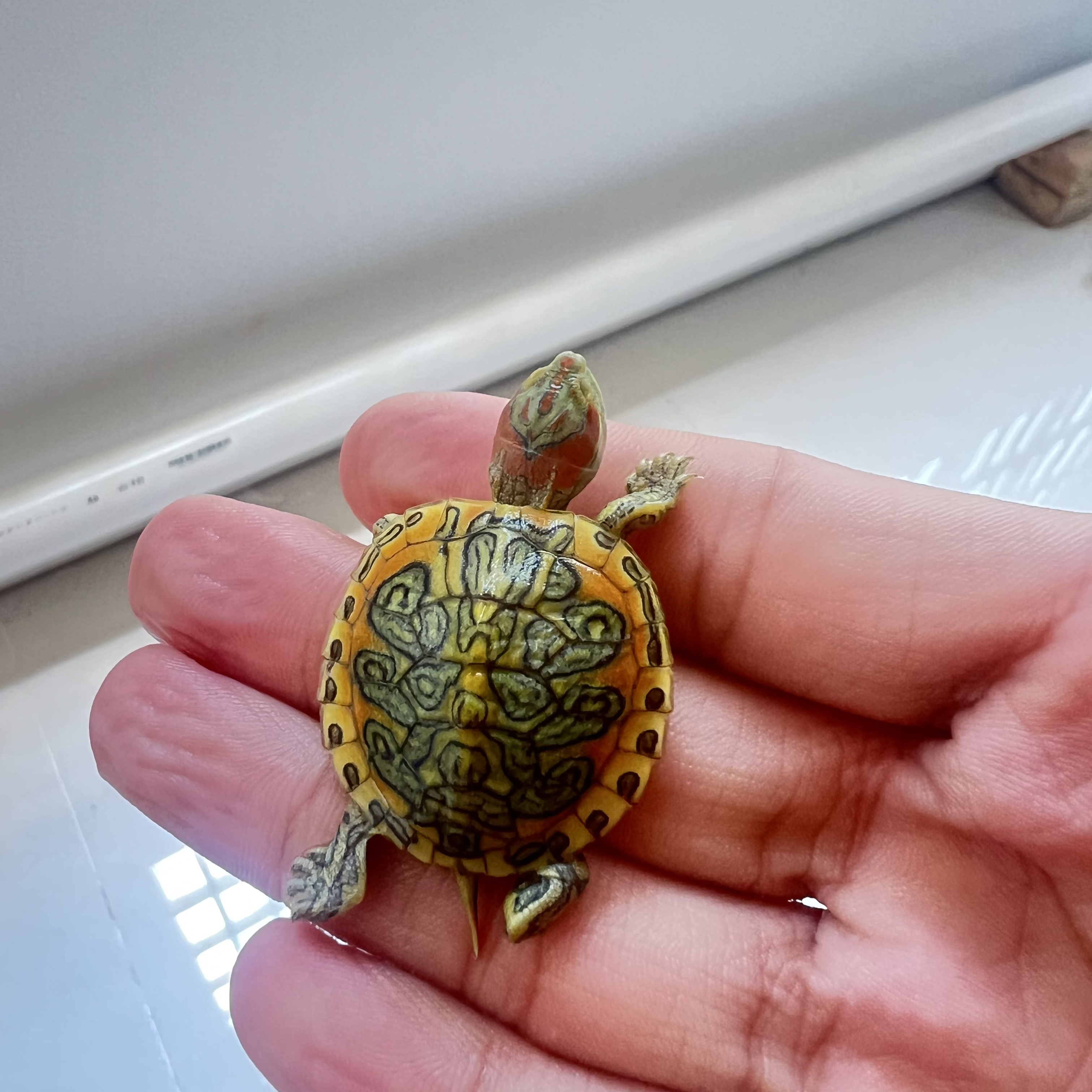 变异巴西龟加热包专拍（直播间挑选）