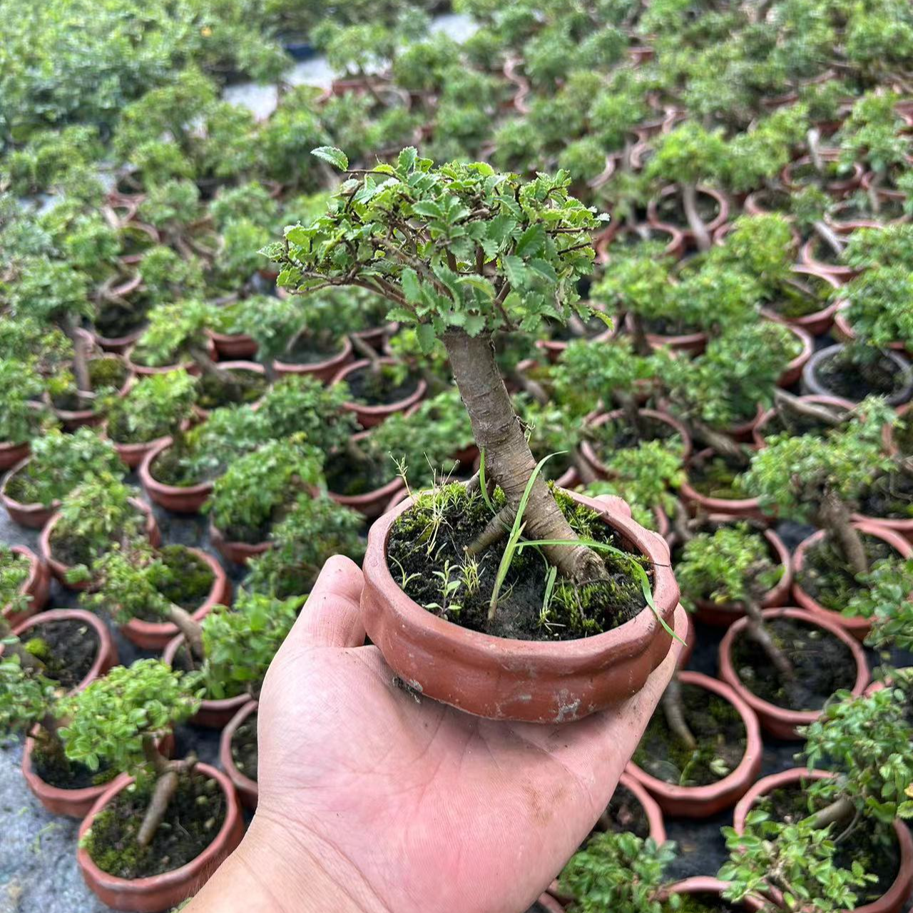 【茶台小盆景】小叶榆树带盆发货