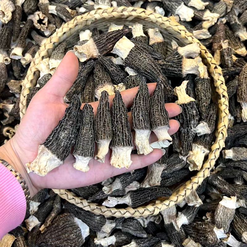新货羊肚菌干货云南特产高原林地野羊肚菌肉质厚小羊肚菌
