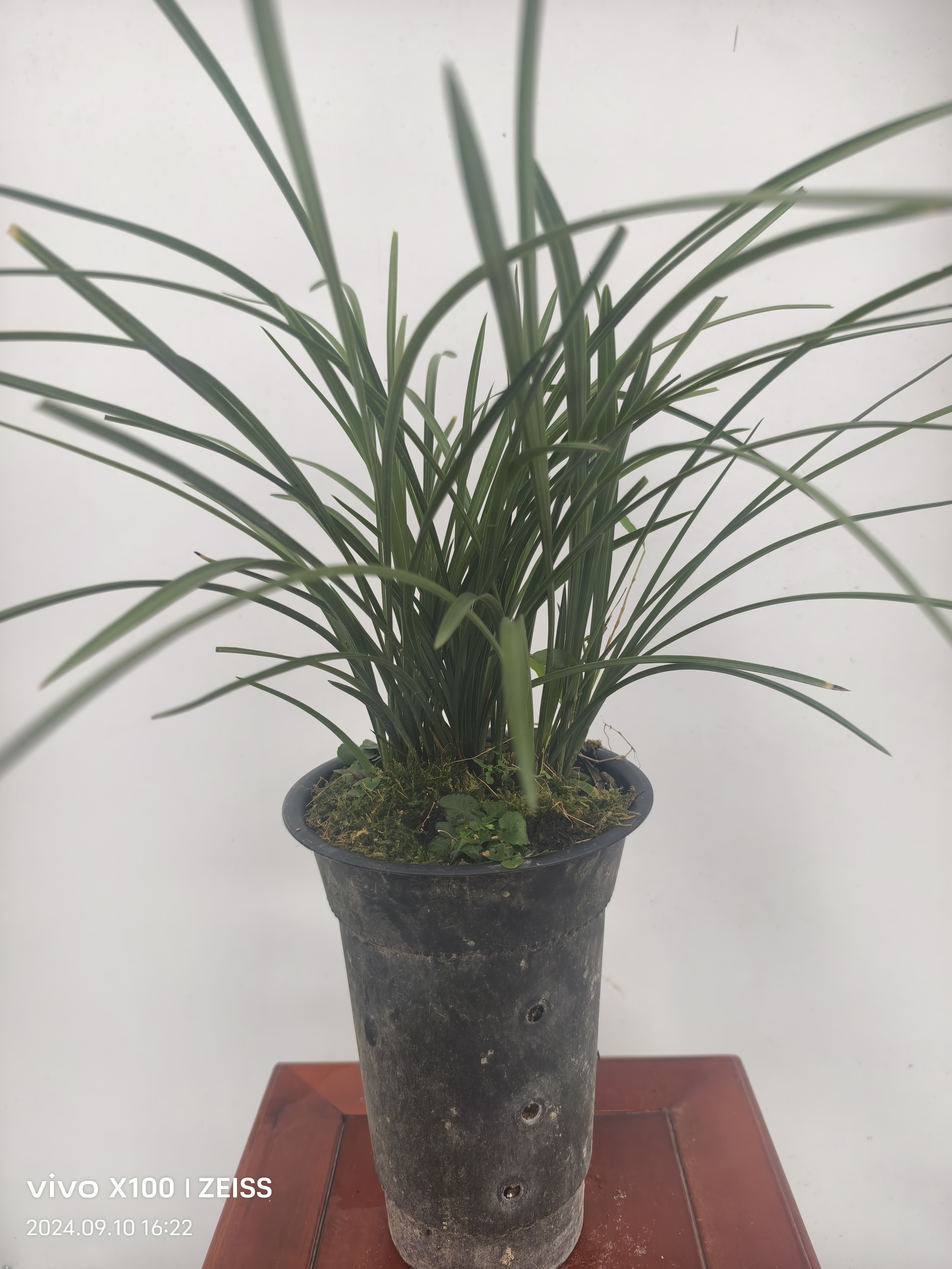 幽香阵阵香飘万家，浙江礼品闻香春兰。