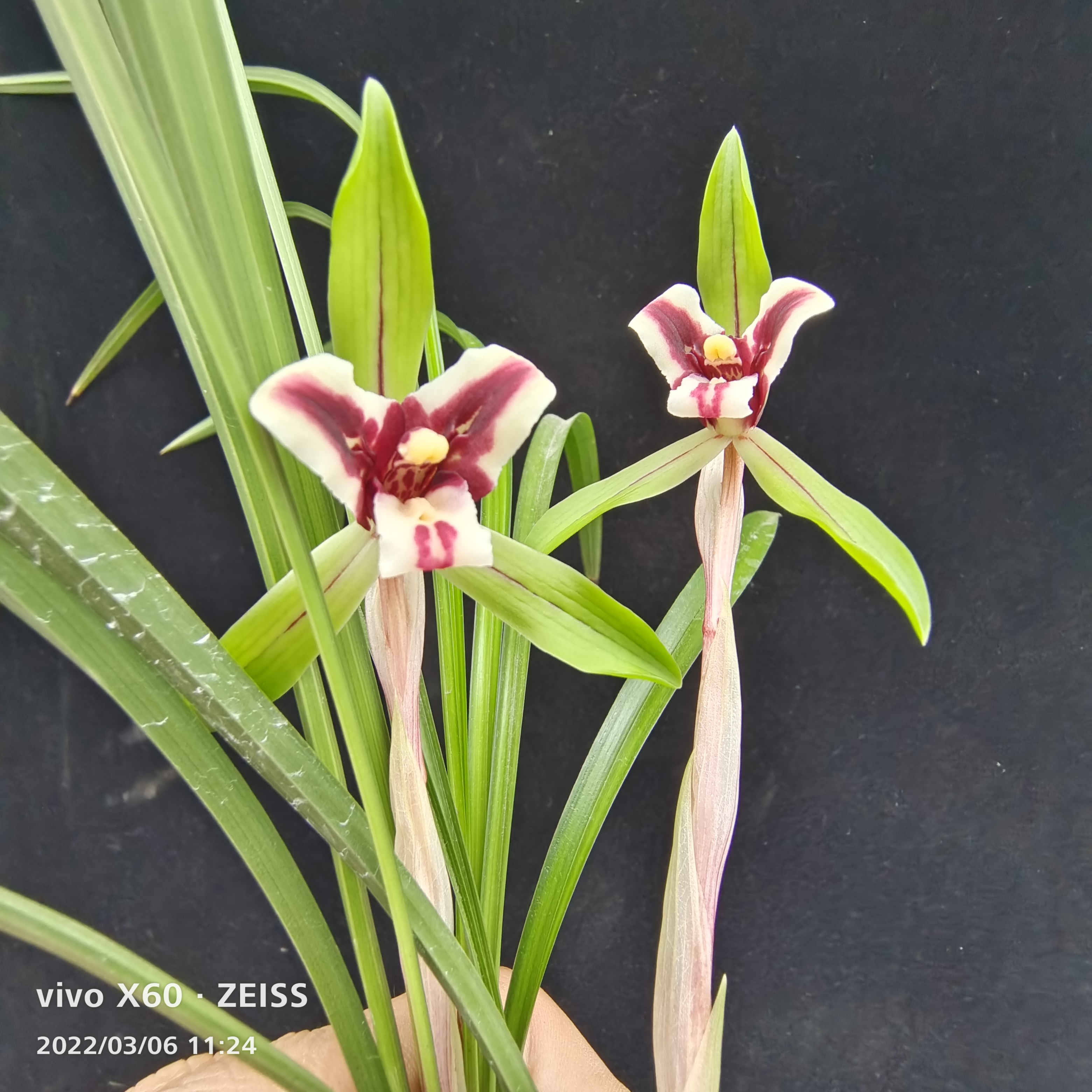 春兰盆景礼品兰花