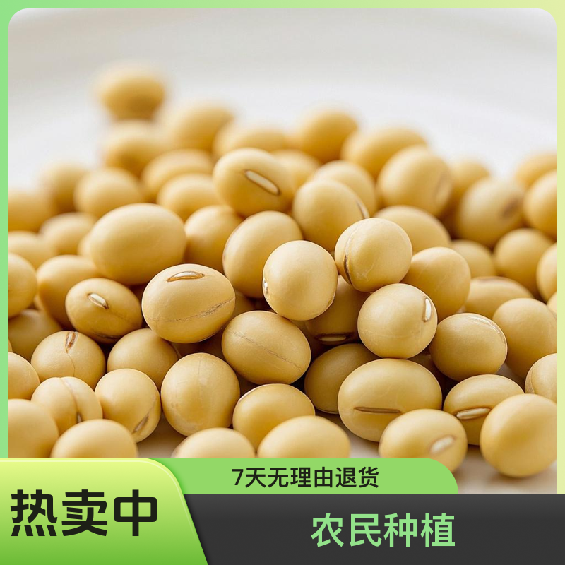 农民自己种的大豆打豆浆好喝今年地里收的新豆子