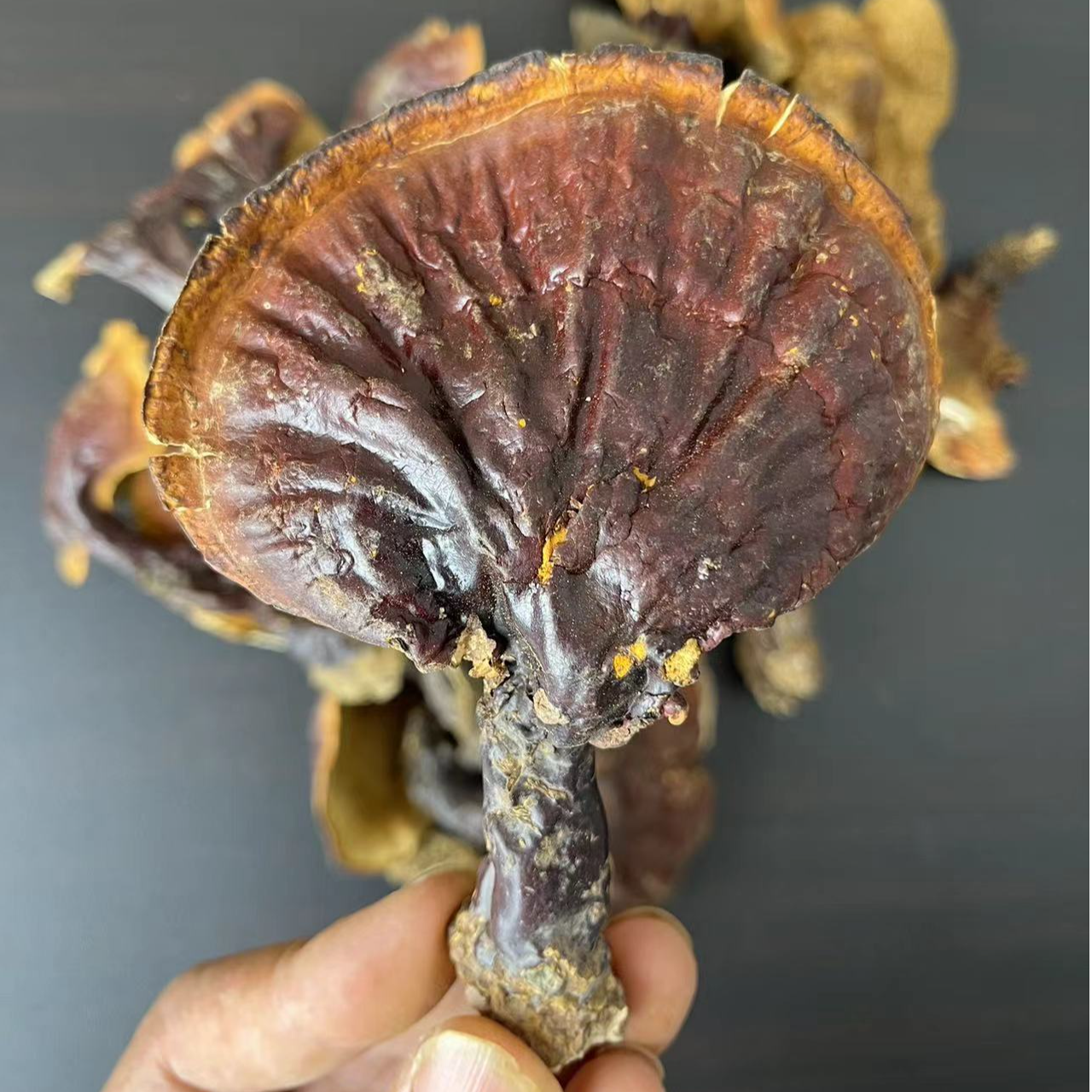 西藏波密高海拔野生白心白肉灵芝（中秋好物高端滋补品）