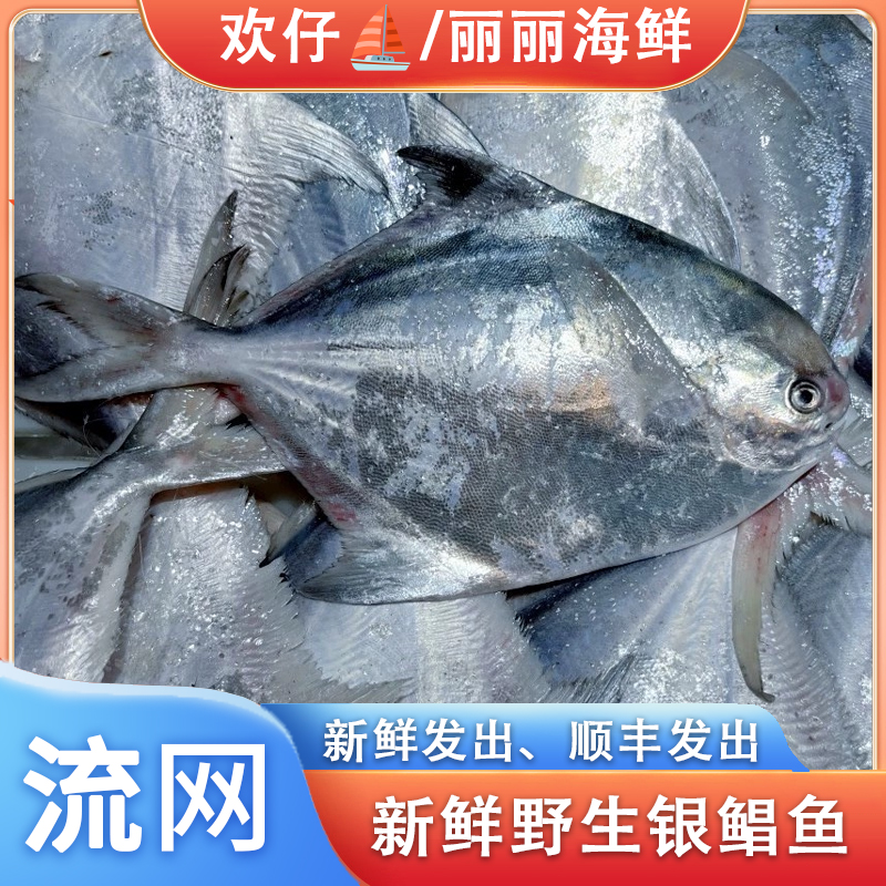 【欢仔专属】舟山东海野生 流网/雷达网鲳鱼 冰鲜顺丰发货 