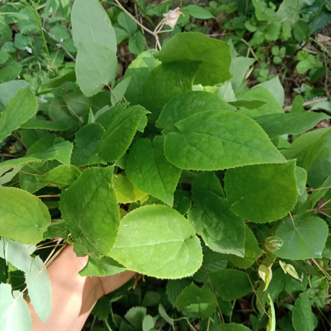 甘肃大山纯野生九叶菜泡水煮水